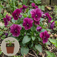 Viola 'Rubra'   pot 9x9 cm  