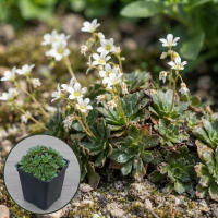 Saxifraga 'White Pixie'   pot 9x9 cm  