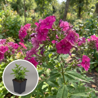 Phlox 'Temiskaming'   pot 9x9 cm