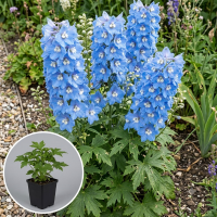 Delphinium 'Magic Fountains Sky Blue White Bee'   pot 9x9 cm  