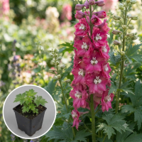 Delphinium 'Magic Fountains Deep Rose White Bee'   pot 9x9 cm  