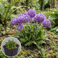 Primula denticulata   pot 9x9 cm