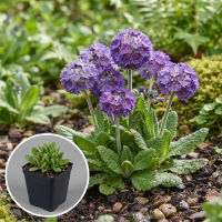 Primula denticulata 'Cashmeriana'   pot 9x9 cm  