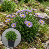 Aster alpinus 'Violet'   pot 9x9 cm  