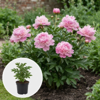 Paeonia 'Monsieur Jules Elie'   pot 1L