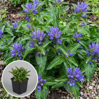 Gentiana cruciata   pot 9x9 cm  