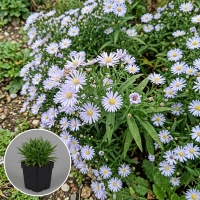 Aster novi belgii 'Porzellan'   pot 9x9 cm