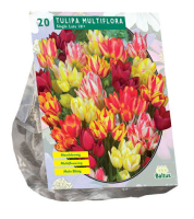 Baltus Tulipa Multiflora   Meerbloemige tulp   15 stuks