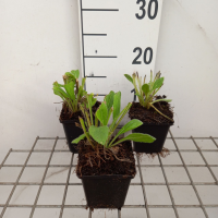 Rudbeckia hirta 'Prairie Sun'   pot 9x9 cm