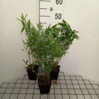 Amsonia tabernaemontana var. Salicifolia   pot 9x9 cm  