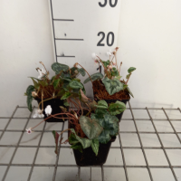 Cyclamen hederifolium 'Album'   pot 9x9 cm  