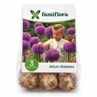 Famiflora Allium Gladiator   Voorjaarsbloeiers   3 bloembollen