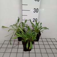 Erigeron 'Sommerneuschnee'   pot 9x9 cm
