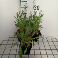Gaura lindheimeri 'Sparkle White'   pot 9x9 cm  