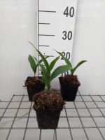 Convallaria majalis 'Rosea'   pot 9x9 cm
