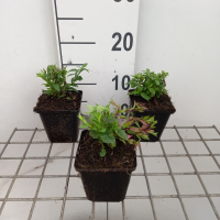 Kalimeris incisa 'Charlotte'   pot 9x9 cm
