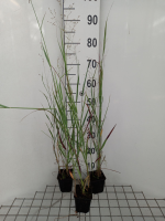 Panicum virgatum 'Heiliger Hain'   pot 9x9 cm  