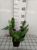 Pulmonaria 'Blue Ensign'   pot 9x9 cm