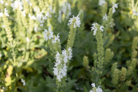 Salvia nemorosa 'Adrian'   pot 9x9 cm