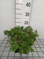 Sedum spurium   pot 9x9 cm