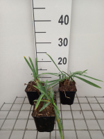 Agapanthus 'Black Pantha'   pot 9x9 cm