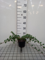 Cotoneaster dammeri 'Miranda'   pot 1,3L   20 30 cm  
