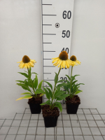 Echinacea 'APECSSIYE' (Sunseekers Yellow)   pot 9x9 cm