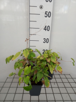 Epimedium 'Amber Queen'   pot 9x9 cm