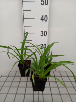 Hemerocallis 'Mauna Loa'   pot 9x9 cm  
