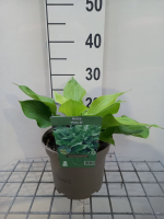 Hosta hybr. 'Post it'   pot 3L