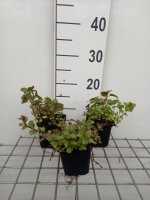 Mentha x rotundifolia 'Eau de Cologne'   pot 9x9 cm  