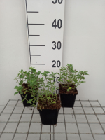 Nepeta 'Kit Cat'   pot 9x9 cm  