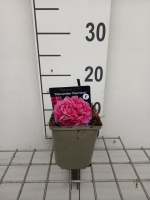 Paeonia 'Alexander Fleming'   pot 1L