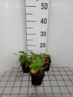 Persicaria amplexicaulis 'Seven Oaks Village'   pot 9x9 cm