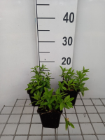 Phlox divaricata 'White Perfume'   pot 9x9 cm  