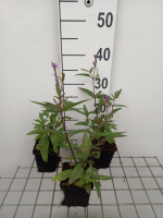 Verbena hastata   pot 9x9 cm  