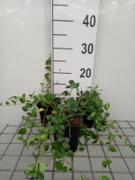 Vinca minor 'Multiplex'   pot 9x9 cm  