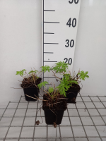 Geranium 'Nimbus'   pot 9x9 cm