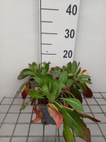 Oenothera biennis   pot 9x9 cm
