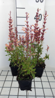 Agastache 'Mango Tango'   pot 9x9 cm