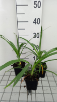 Agapanthus 'AMBIC001' (Twister)   pot 9x9 cm