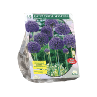 Baltus 'Allium Aflatunense Purple Sensation'   voorjaarsbloeiers   15 bollen