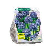Baltus 'Allium Caeruleum Azureum'   voorjaarsbloeiers   30 bollen