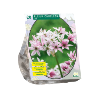 Baltus sierui 'Allium Cameleon'   Roze   voorjaarsbloeiers   20 bloembollen