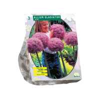 Baltus 'Allium Gladiator his Excellence'   voorjaarsbloeiers   3 bollen