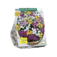 Baltus 'Allium paars wit'   voorjaarsbloeiers   Mix paars wit   100 bollen