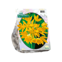 Baltus 'Allium Moly'   voorjaarsbloeiers   100 bollen