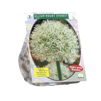 Baltus 'Allium Mount Everest'   voorjaarsbloeiers   3 bollen