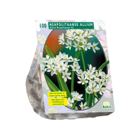 Baltus 'Allium Neapolitanum'   voorjaarsbloeiers   100 bollen