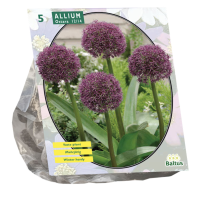 Baltus 'Allium Ostara'   voorjaarsbloeiers   5 bollen
